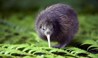 新西兰国鸟 新西兰国鸟